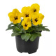 Виола Penny Pro Yellow with Blotch