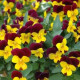 Виола Rebelina: Extra Early Flow Red & Yellow