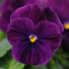Виола рогатая SORBET® - XP F1 PURPLE