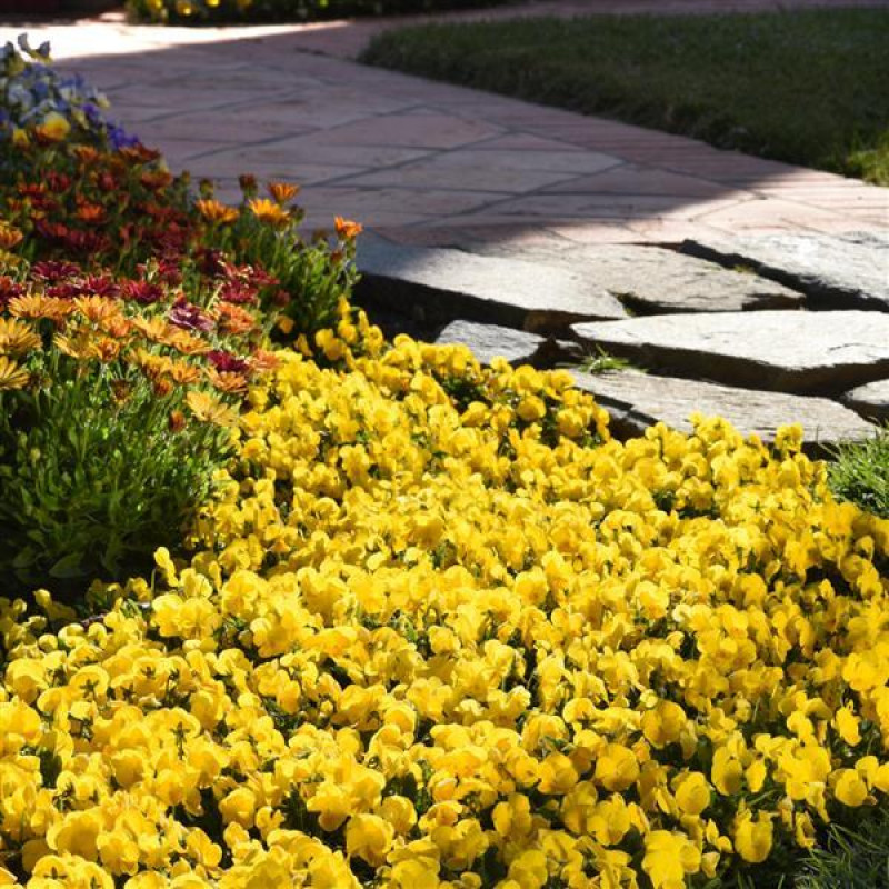 Виола рогатая SORBET® - XP F1 YELLOW