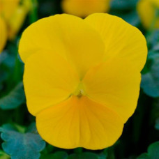 Виола рогатая SORBET® - XP F1 YELLOW