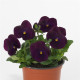 Виола рогатая SORBET® - XP F1 PURPLE