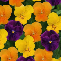 Віола рогата SORBET® - XP F1 Mix Harvest, 25 шт, PanAmerican