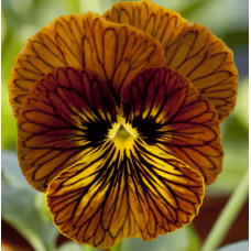 Віола рогата Tiger Eye Red 50 шт, Floranova