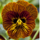 Віола Tiger Eye Red 1000 шт, Floranova
