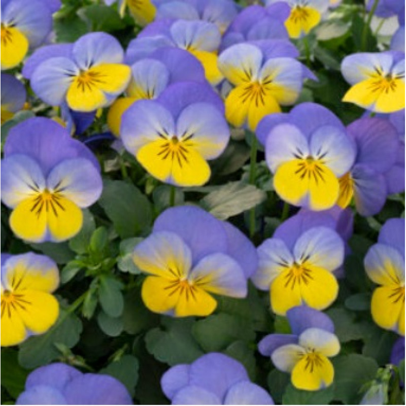 Віола рогата Vivaldi F1 Blue Yellow Lip, 10 шт, Takii