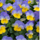 Віола рогата Vivaldi F1 Blue Yellow Lip, 10 шт, Takii
