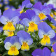 Віола рогата Vivaldi F1 Blue Yellow Lip, 10 шт, Takii
