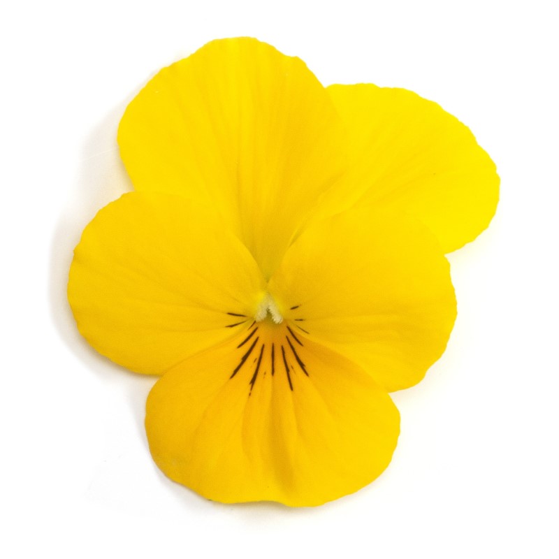 Віола рогата Vivaldi F1 Yellow, 10 шт, Takii