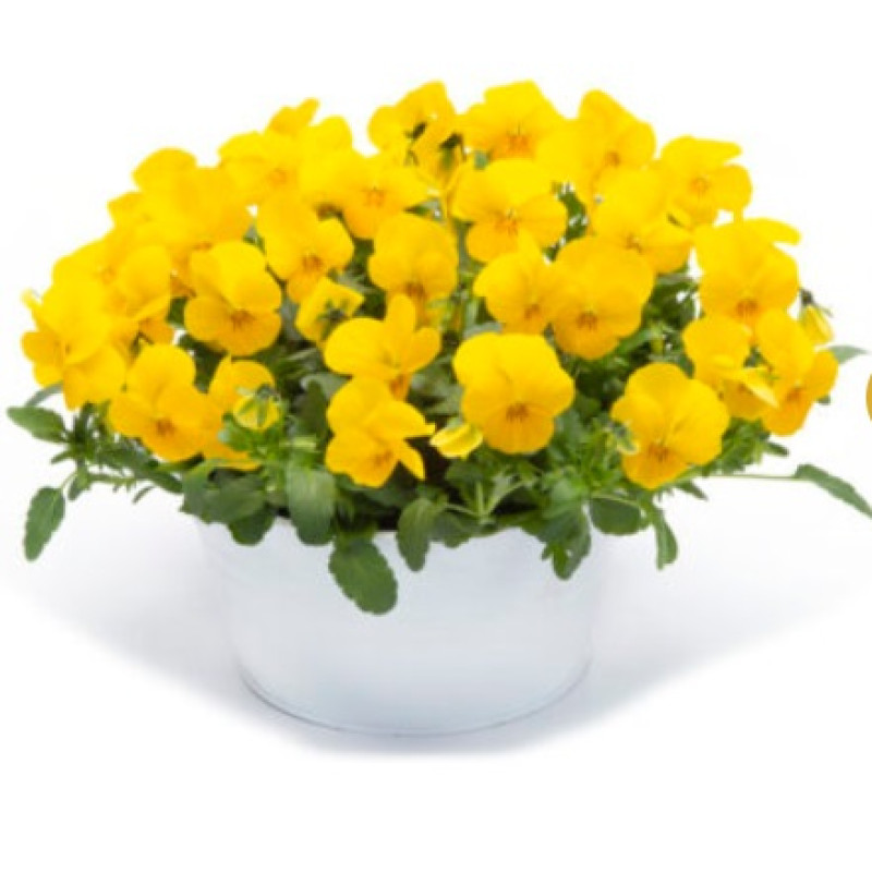 Віола рогата Vivaldi F1 Yellow, 10 шт, Takii