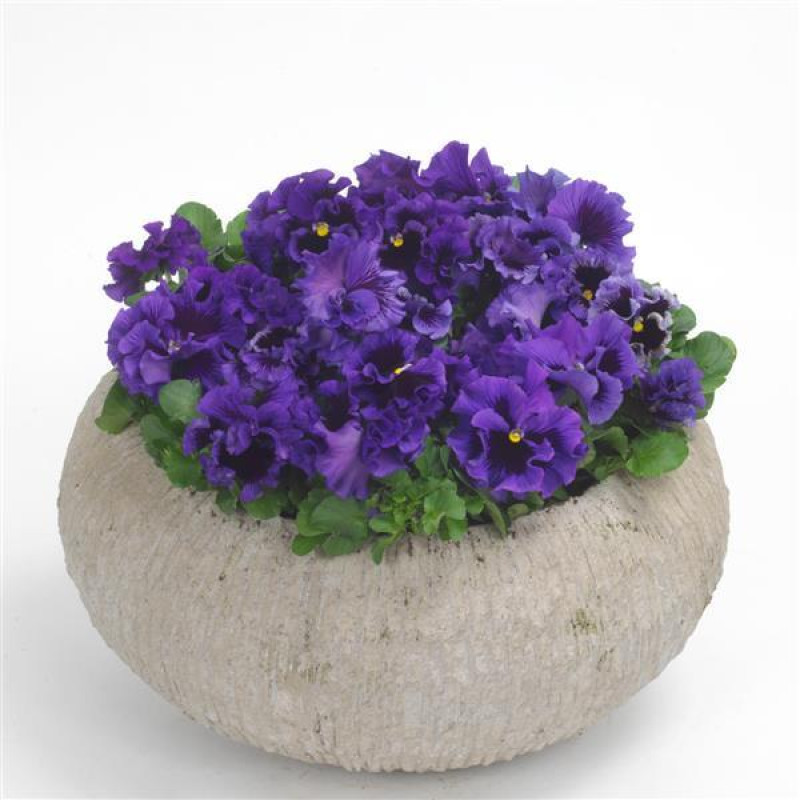 Віола FRIZZLE SIZZLE F1 BLUE, 100 шт, PanAmerican