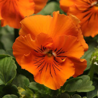 Віола FRIZZLE SIZZLE F1 ORANGE, 100 шт, PanAmerican