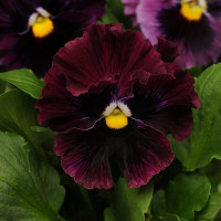 Віола FRIZZLE SIZZLE F1 BURGUNDY, 100 шт, PanAmerican