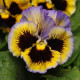 Віола FRIZZLE SIZZLE F1 YELLOW BLUE SWIRL, 500 шт, PanAmerican