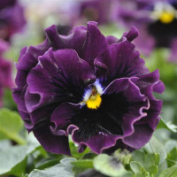 Віола рогата Frizzle Sizzle Mini F1 Purple Shades, 25 шт, PanAmerican