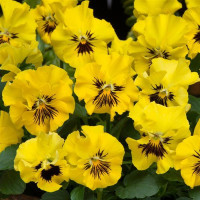 Віола рогата Frizzle Sizzle Mini F1 Yellow, 25 шт, PanAmerican