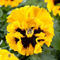 Виола FRIZZLE SIZZLE F1 YELLOW