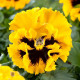 Виола FRIZZLE SIZZLE F1 YELLOW