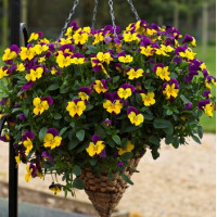 Виола Freefall® Purple Wing