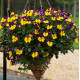 Виола Freefall® Purple Wing