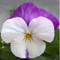  Віола ампельна Freefall® White Rose Wing, 10 шт, Floranova