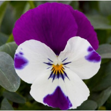  Віола ампельна Freefall® Purple & White, 10 шт, Floranova