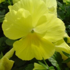 Виола крупноцв "Целло F1", лимонно-желтая