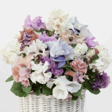 Віола Віттрока Sweet Pea Mixed 1000 шт, Farao