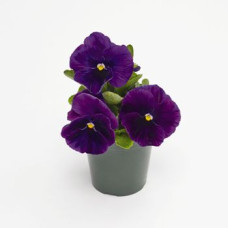 Виола Inspire PLUS Violet