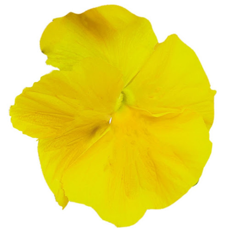 Виола Inspire PLUS Yellow