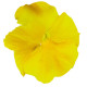 Виола Inspire PLUS Yellow