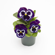Виола Inspire PLUS Violet Face