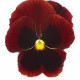 Виола Inspire PLUS Red Blotch