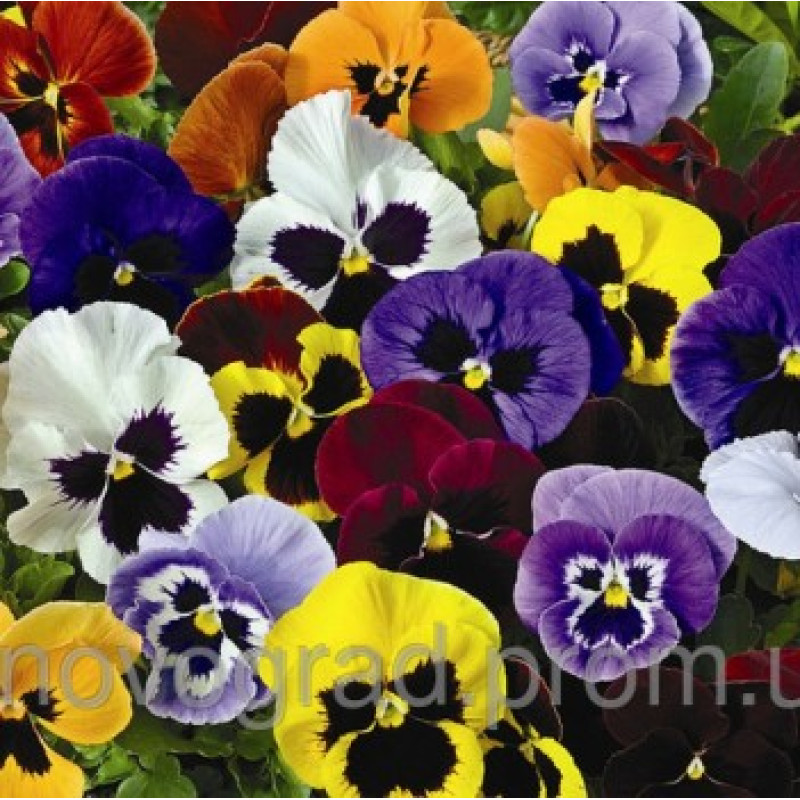 Виола Mariposa™ Blotch Mix