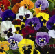 Виола Mariposa™ Blotch Mix