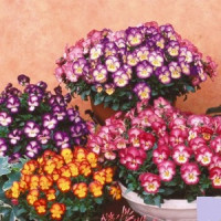 Виола Ultima: Radiance Mix