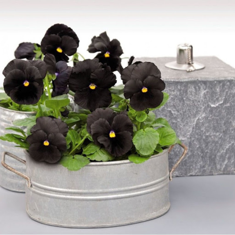 Віола Atlas Black, 500 шт, Benary
