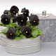 Віола Atlas Black, 500 шт, Benary