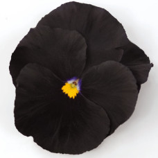 Віола Atlas Black, 25 шт, Benary