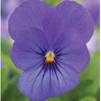 Віола рогата Bel Viso True Blue, 50 шт, Floranova