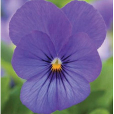Віола рогата Bel Viso True Blue, 50 шт, Floranova
