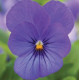 Віола Bel Viso True Blue, 250 шт, Floranova