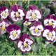 Виола виттрока Cats®: Purple & White