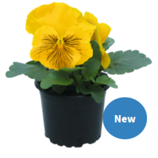 Віола Cats®Plus: Yellow, 25 шт, Benary