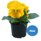 Віола Cats®Plus: Yellow, 500 шт, Benary