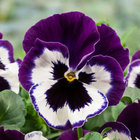 Виола Cello™ violet face