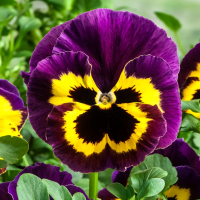Віола Cello™ yellow with purple wing, 1000 шт, Hem Genetics