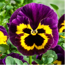 Віола Cello™ yellow with purple wing, 50 шт, Hem Genetics