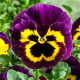 Виола Cello™ yellow with purple wing
