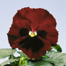 Віола Cello™ red with blotch